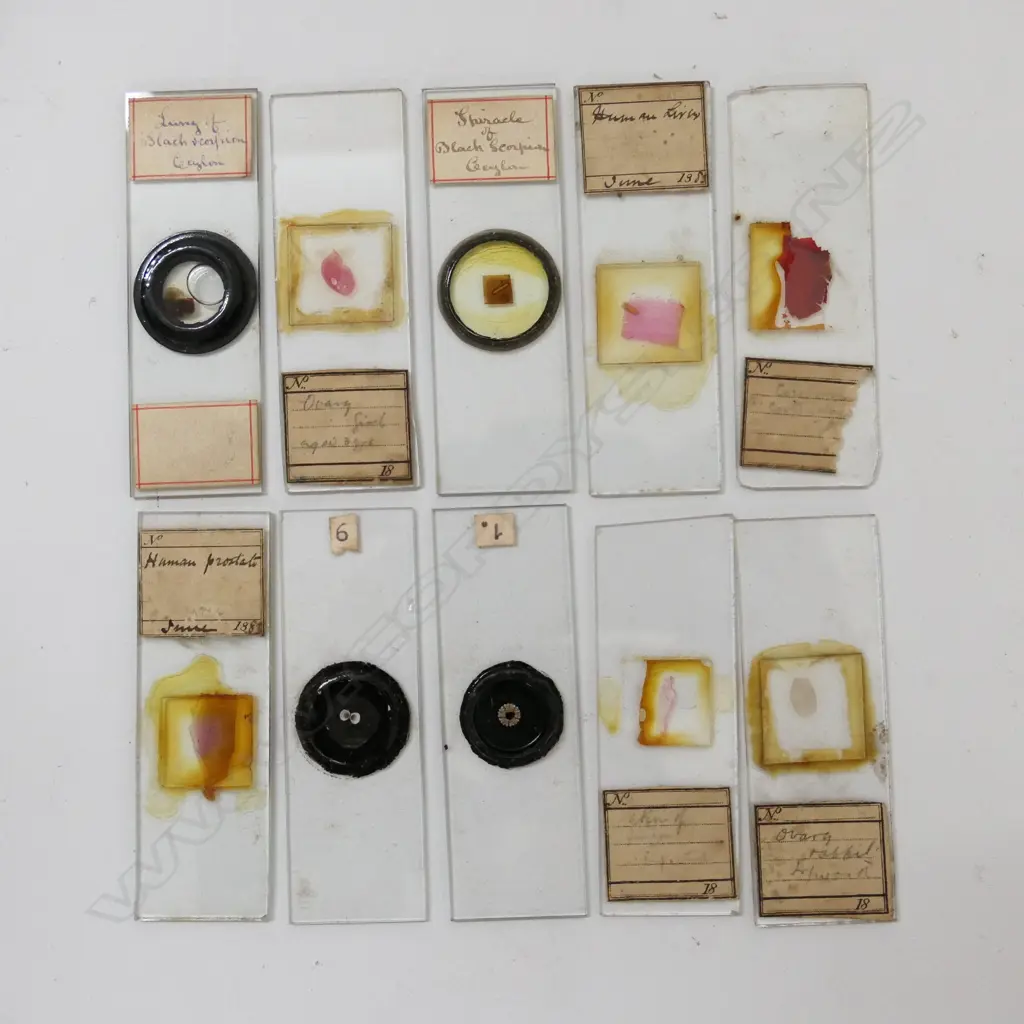 5 PART BOXES OF VINTAGE MICROSCOPIC SLIDES Image 1++